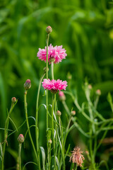 Fototapeta premium Delicate pink blossoms stand tall against vibrant green foliage, basking in warm sunlight