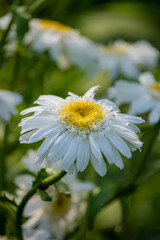 Delicate white daisies bloom under the sun, their yellow centers glowing amidst rich green leaves