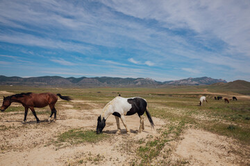 Obraz premium herd of horses grazing in the steppe