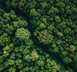 Naklejka premium Aerial view of a dense forest with a winding road cutting through the lush green treetops.