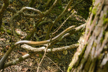 アオダイショウ