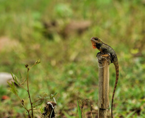 dragonfly resting on a leaf