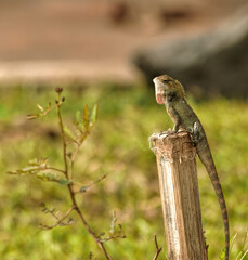 lizard on a branch