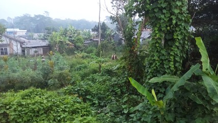 Overgrown Abandoned Houses in Lush Green Vegetation, Nature Reclaims Buildings
