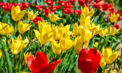yellow tulips bloom on a green natural background
