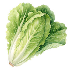 Fototapeta premium Watercolor Romaine Lettuce Illustration Fresh and Vibrant on transparent background
