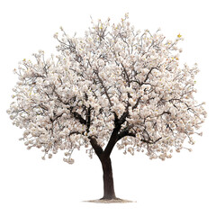 Fototapeta premium Almond Tree isolated on a transparent background