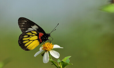 butterfly on flower