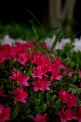 Close-Up of Pink Japanese Azalea Flower in Bloom