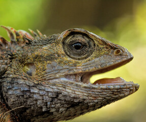close up of a lizard