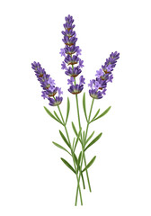 Fototapeta premium Lavender Flowers Botanical Illustration
