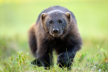 Wolverine close-up running towards camera in the wild
