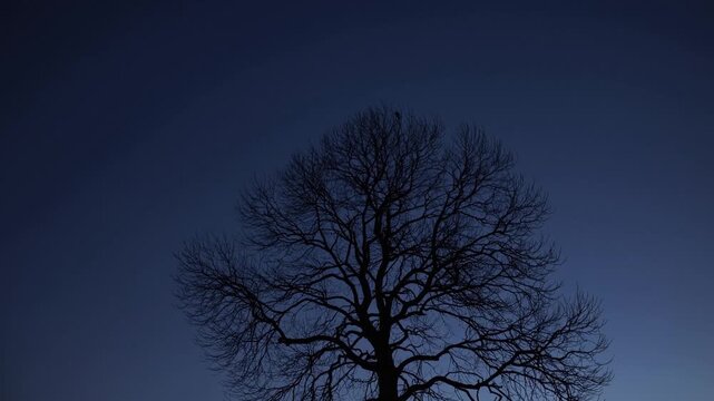 Serene Nocturne Arafa Silhouettes in a Moonlit Field with a Majestic Tree, Starry Night Gen.
