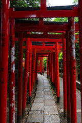Torii Gates Surrounded by Lush Greenery at Nezu Shrine, Tokyo