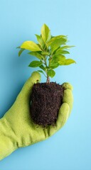Green plant held in a lime-green gardening glove