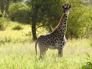 A Giraffe in the Tarangire national park