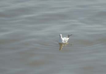 seagull in the water