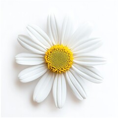 Close-up of a single white daisy