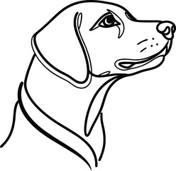 Black and white dog portrait canine animal