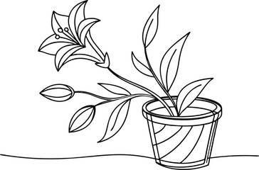 Lily flower plant in a pot buds