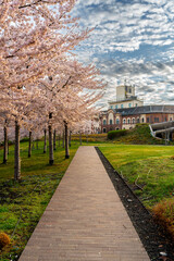 Blooming Japanese cherry trees at the Millenary Public Park in Budapest, Hungary. These are the...
