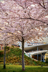 Blooming Japanese cherry trees at the Millenary Public Park in Budapest, Hungary. These are the...