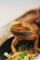 Close up photo of bearded dragon eating vegetables and worm, A detailed close-up of a bearded dragon agave lizard intently watching an insect and worm