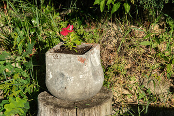 Rustic potted flowers adorn a sunlit rural garden with natural elements