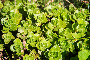 Lush Sedum (stonecrop) plants create a vibrant natural green botanical background closeup view