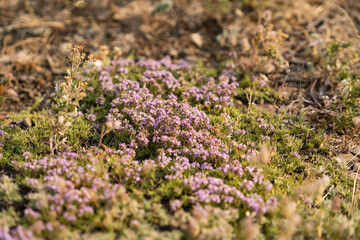 Close-up of wild Thymus serpyllum and dry grass in soft sunlight, thyme flowers in midsummer, phytotherapy, herbal medicine, drug plant, flowers, herbalism concept, selected focus
