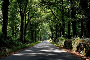 Fototapeta premium The sun shines beautifully through tall trees in the peaceful woods