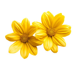 Obraz premium Two vibrant yellow flowers radiate joy and warmth a sunny summer day