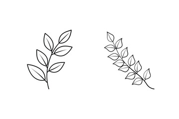Delicate leaf branches line art botanical nature