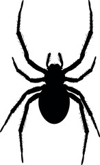 Black spider silhouette halloween horror icon