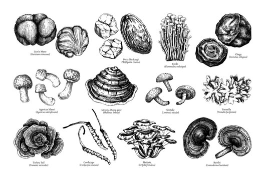 Medicinal Mushroom Hand Drawn Vector Illustrations Set. Healing plants drawings. Alternative medicine sketches. NOT AI generated