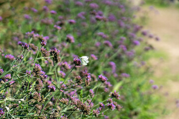 The vibrant ecosystem of a Korean summer garden with blooming flowers and insects.