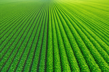 Green agricultural field with rows of healthy crops growing in sunlight