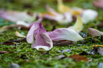 The serene and melancholic beauty of faded lotus petals on water, a symbol of impermanence.