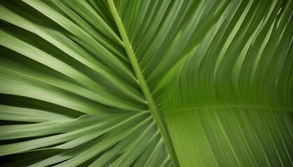 Striking close-up of a vibrant green palm leaf, displaying intricate patterns and natural beauty.