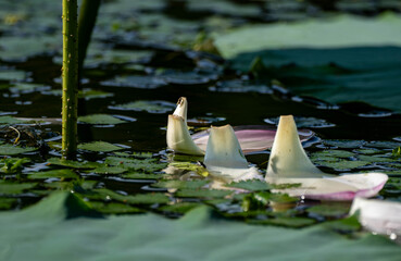 A photographic story of the complete life cycle of the lotus flower, from summer life to autumn...