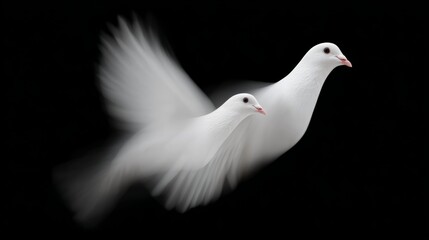 Two white birds flying in the air. The birds are close to each other and are flying in opposite directions