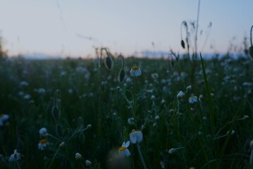  grass and flowers