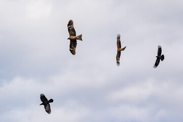 連なって飛んで地上を狙うトビ
