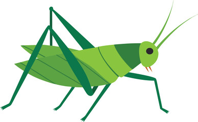Close-up of green katydid insect on leaf, detailed nature macro photography of katydid showing texture and camouflage, perfect for wildlife, entomology, outdoor, and garden themes.