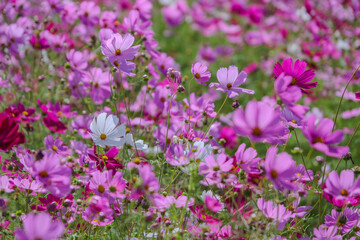 colorful pink and white cosmos flower garden field in sunshine