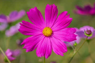 Obraz premium close up shot of a beautiful pink cosmos flower in a garden field in sunshine