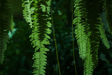 many fronds, fern's leaves in the dark scene with sunshine backlight and its flares