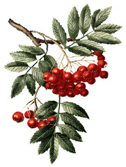 Illustration of Rowan Branch with Red Berries on Transparent Background