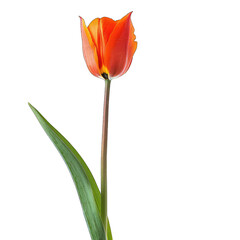 Single, vibrant orange-red tulip