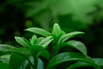 green yound leaf photograph with the green scene background